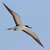 sooty tern