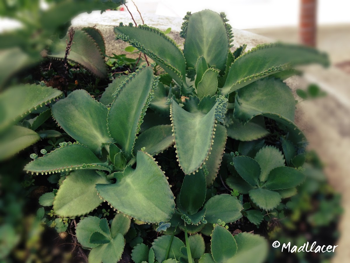 Mother of Thousands