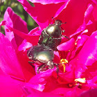 Rose chafer