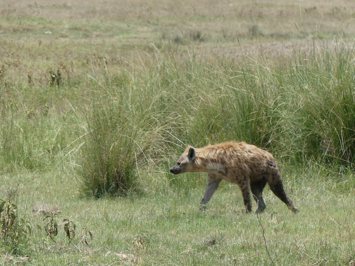 Spotted Hyena