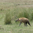 Spotted Hyena