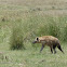 Spotted Hyena