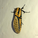 Hieroglyphic Moth