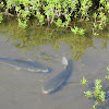 Striped Mullet