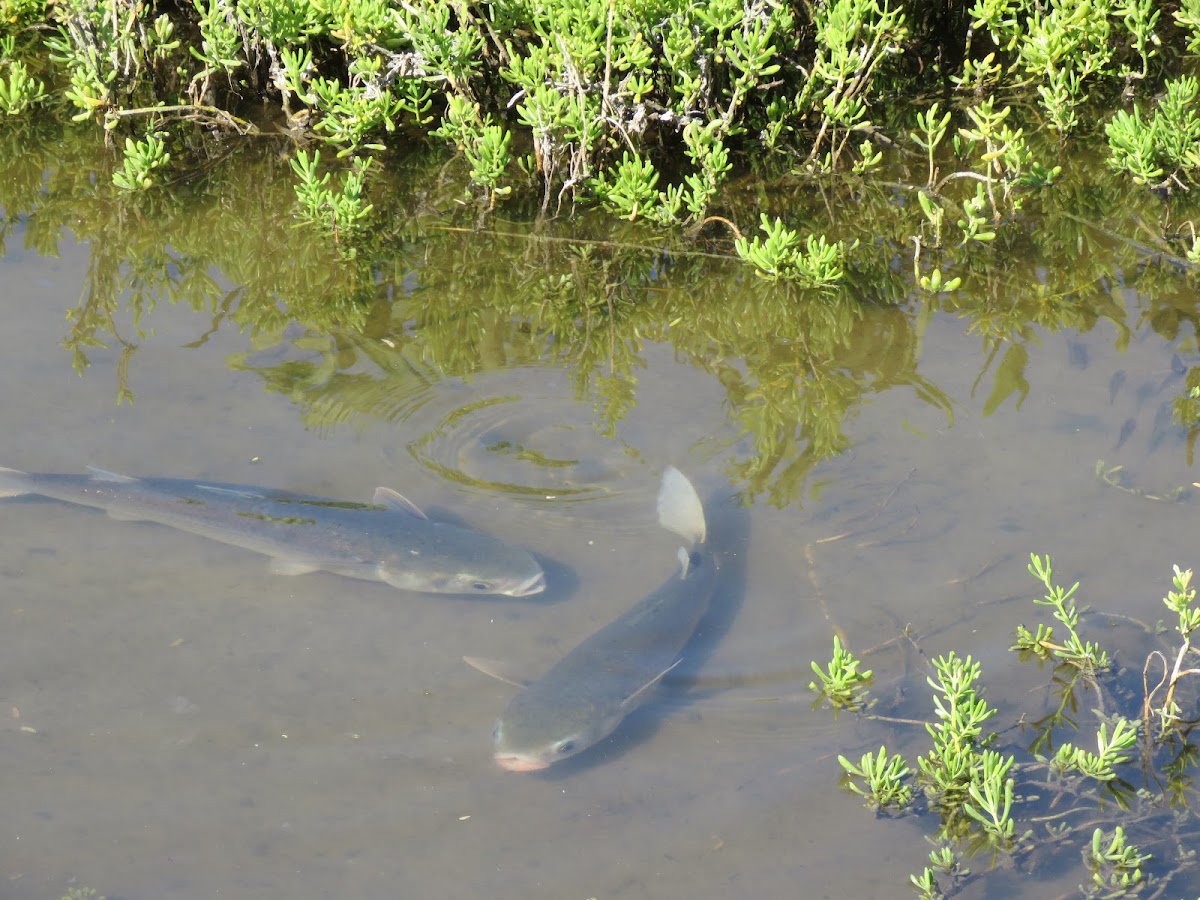 Striped Mullet