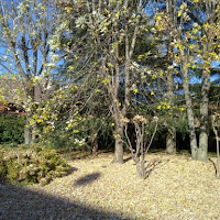 Giardino in Autunno di 