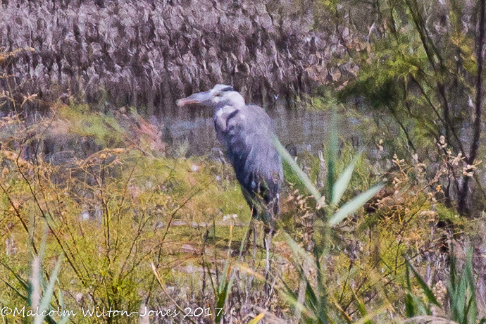 Grey Heron; Ardea cinerea