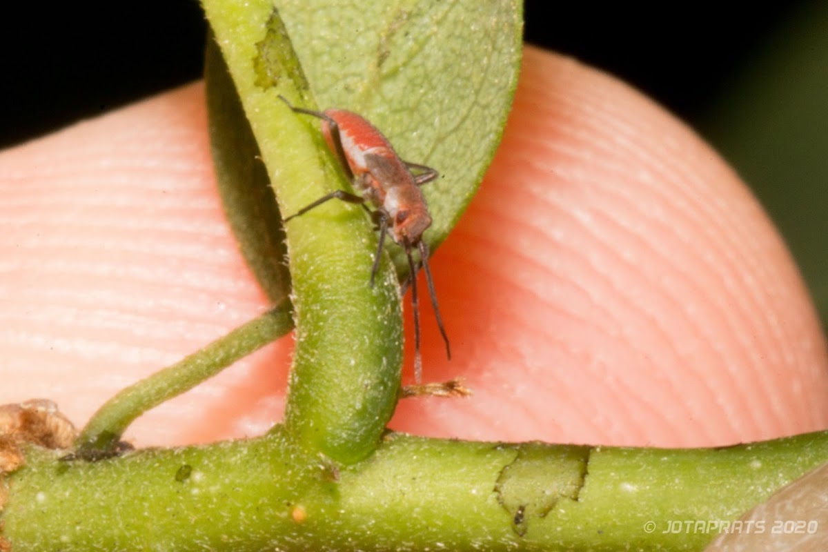 Plant Bug nymph