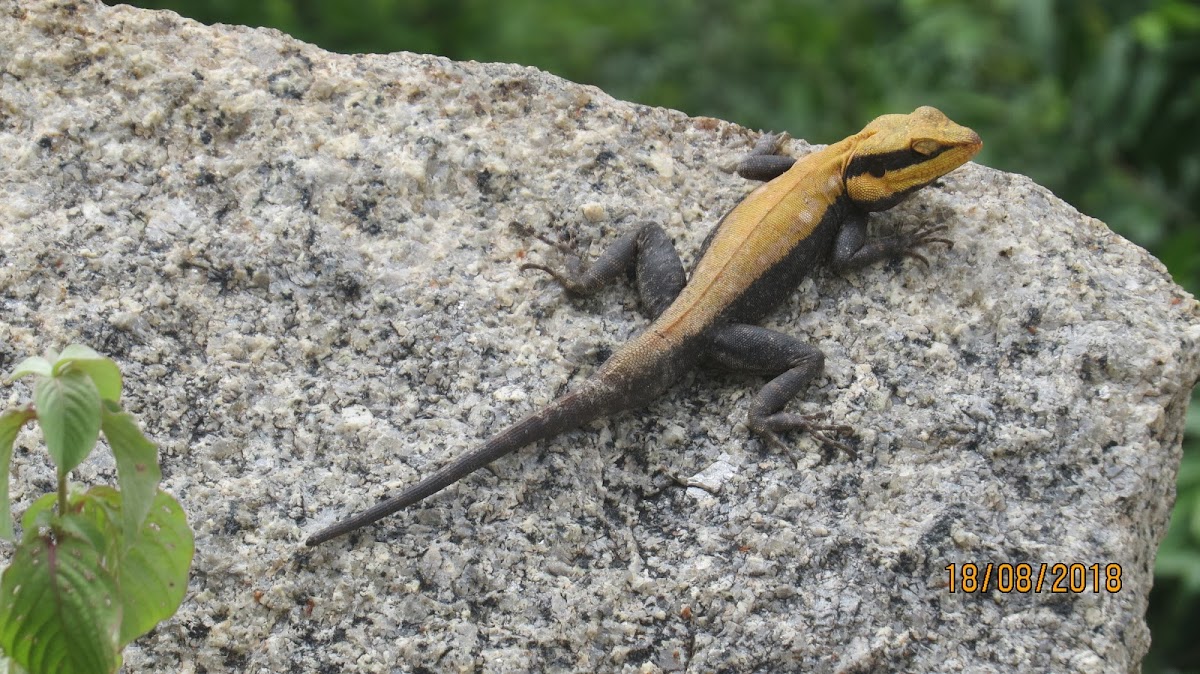 Peninsular Rock Agama (male)