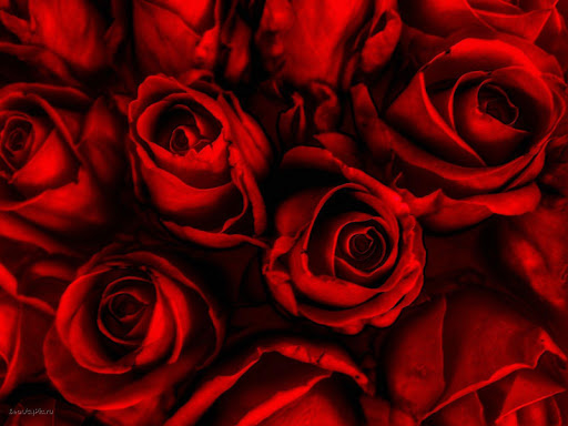 Roses Live Wallpaper