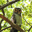 spotted wood owl
