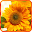 Sunflower Live Wallpapers Download on Windows