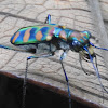 Golden-spoted Tiger beetle