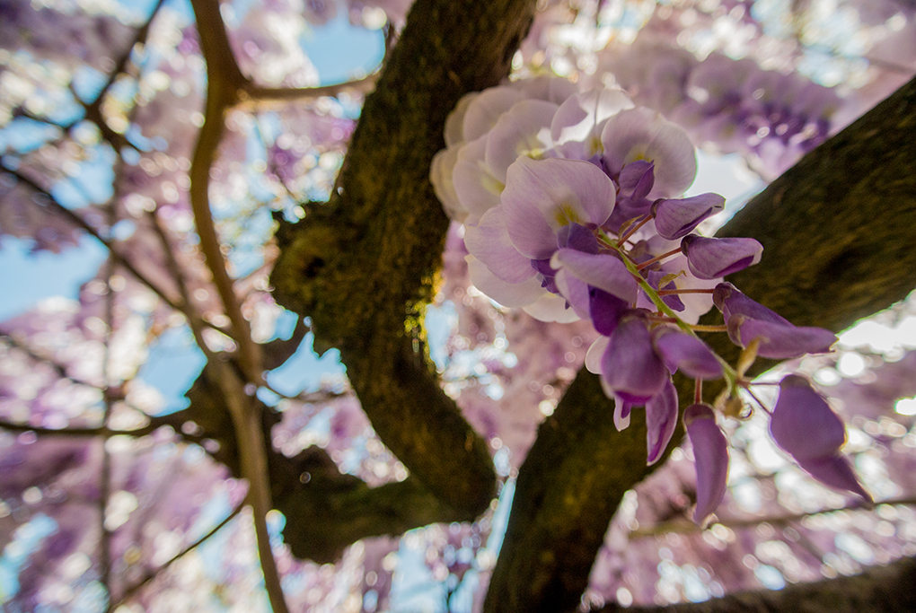 Giardino Giapponese di Sarah Camilletti - Ph