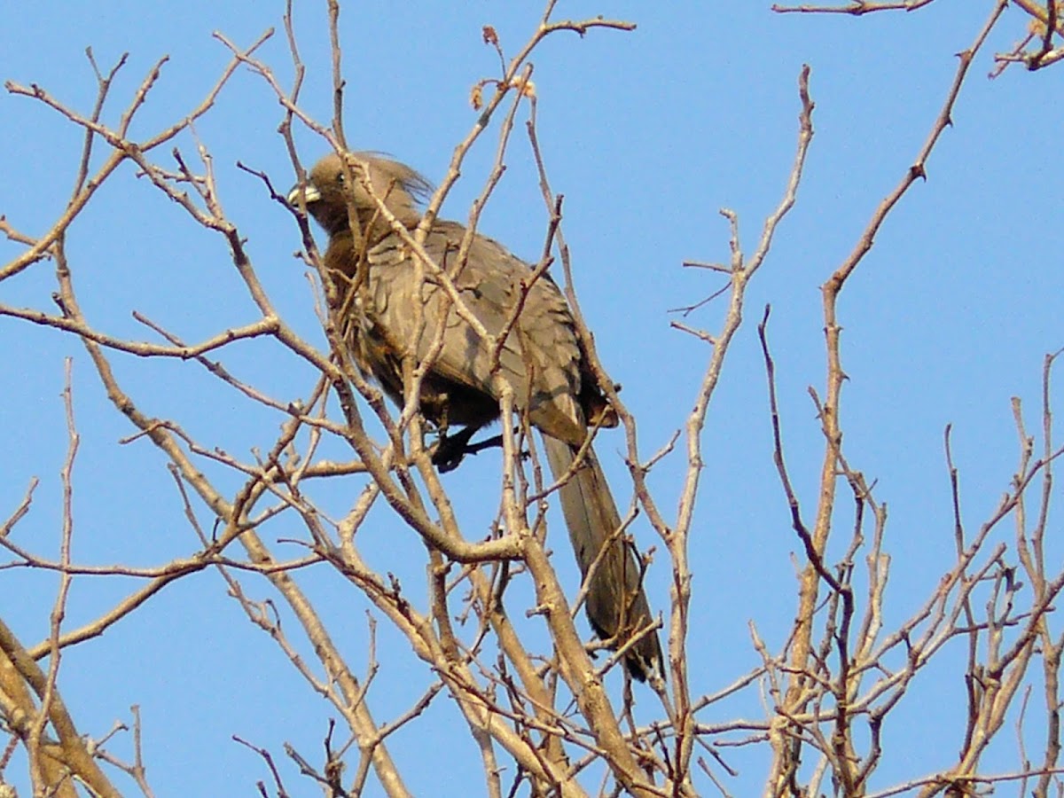 Grey Go-away bird