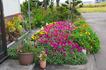 宮島さんのご自宅を飾る花