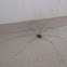 Eastern Harvestman