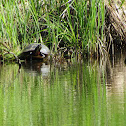 Eastern Painted Turtle