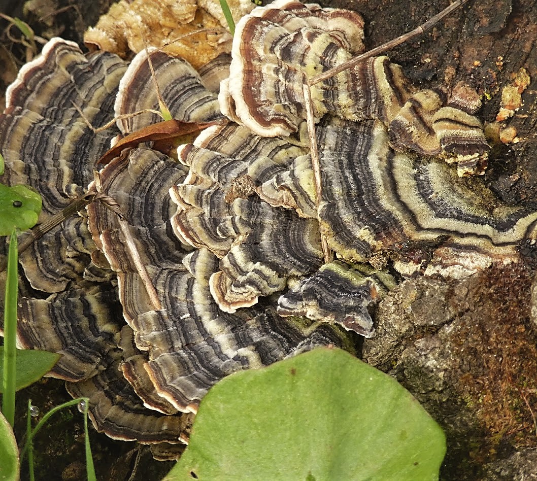 Turkey Tail