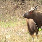 Gaur