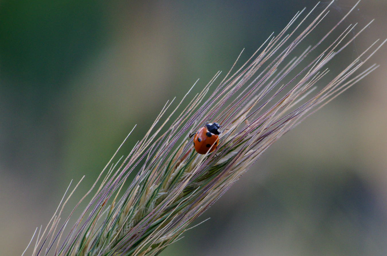 natura di IAphoto