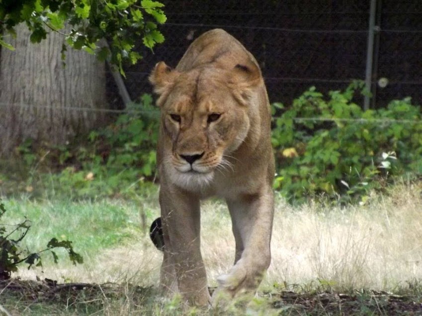 Lionne, Thoiry - Tous droits réservés