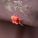 velvet mite