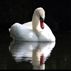 Mute Swan