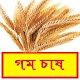 Download সঠিকভাবে গম চাষ পদ্ধতি ~ Wheat  Cultivation For PC Windows and Mac 1.0