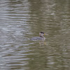 Red Necked Grebe (Winter Plumage)