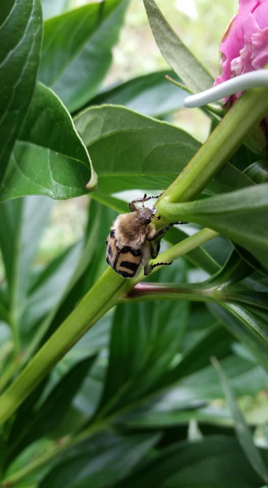 Bee beetles /Пчелиный жук