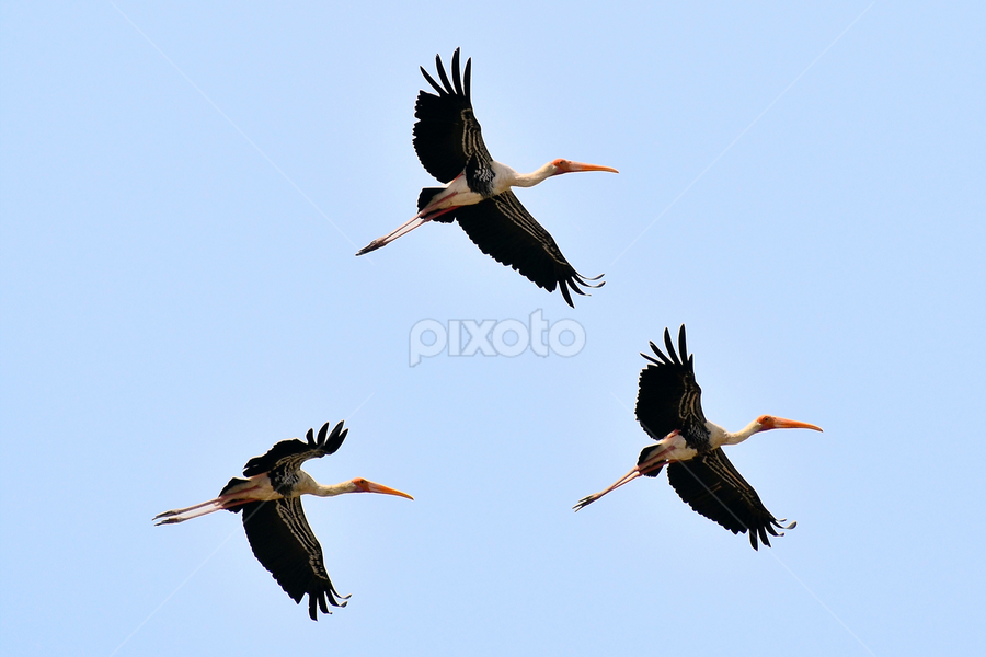 Painted Storks in Flight by Nirmal Neelakandan - Animals Birds ( flight, paintedstorks, birds, wildlife )