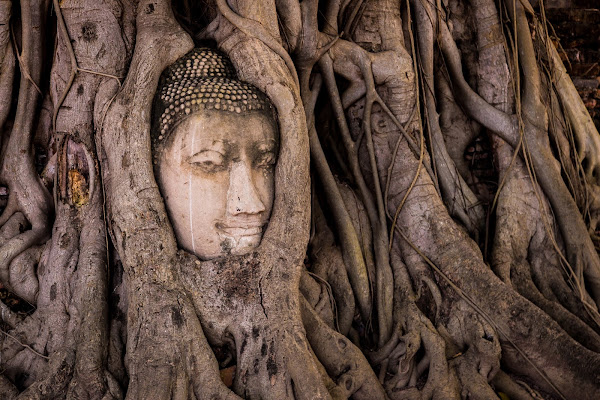 Il Buddha sacro di Nico Angeli Photography