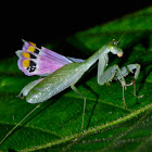 Elegance Praying Mantis