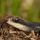 Southern Black Racer