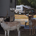 Fallow Deer