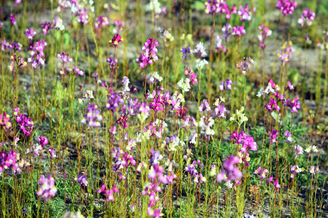 Toadflax varieties