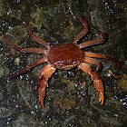 Land Crab