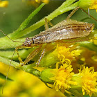 Marsh damsel bug