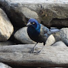 Common Grackle (Bronzed)