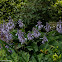 Purple bell flowers