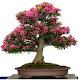 Download Bonsai For PC Windows and Mac 1.0