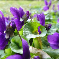 e' arrivata la primavera. di 