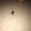 House cricket