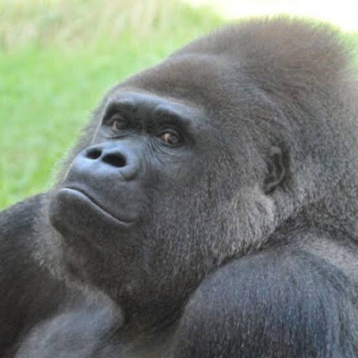 gorilla