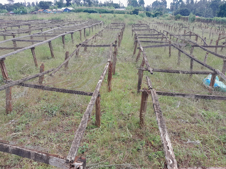 Dilapidated coffee beds at Kigaa coffee factory in Gatundu South.