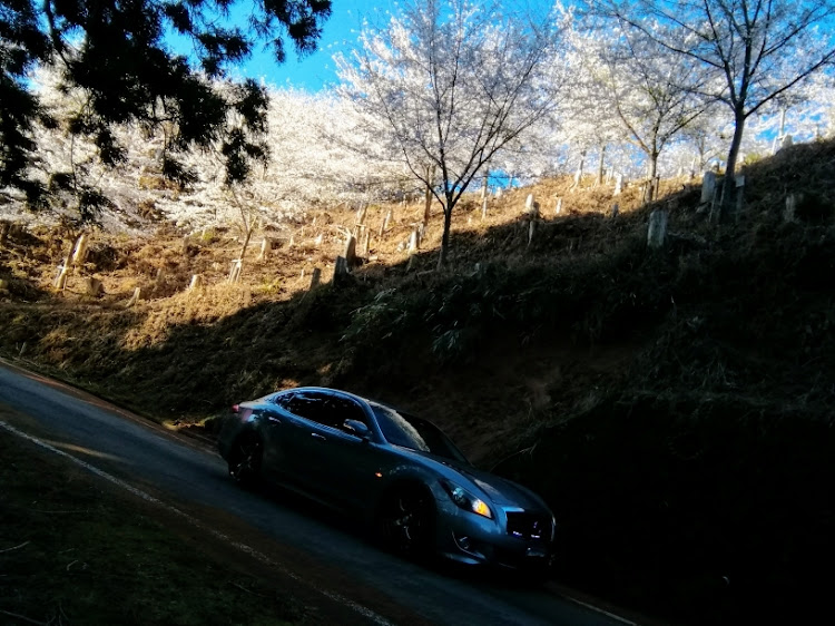 フーガの奈良県吉野郡吉野町吉野山・奥千本・2015年に植えた苗木・大峰山系の北端に関するカスタム事例の投稿画像8枚目