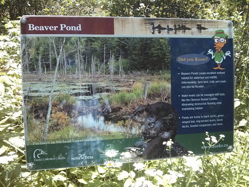 Beaver Pond