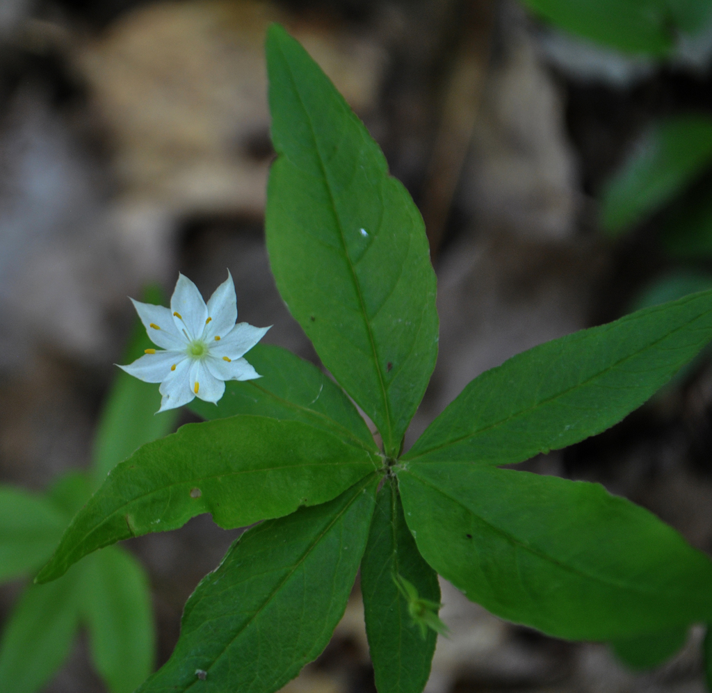 Starflower