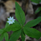 Starflower